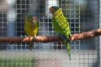 Eupsittula canicularis eburnirostrum (Petz Aratinga), Dieren en Toebehoren, Meerdere dieren, Parkiet, Geringd