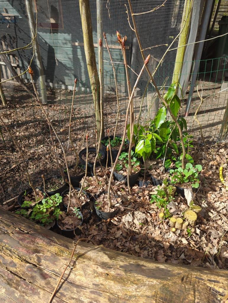 Paardenkastanje in pot. Zo'n 50-70 cm., Overige soorten, Minder dan 100 cm, Ophalen, Volle zon