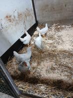 Hanen, Dieren en Toebehoren, Pluimvee, Mannelijk, Kip