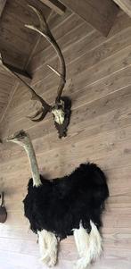 Unieke opgezette dieren en vogels nieuw, Ophalen of Verzenden, Nieuw, Vogel, Opgezet dier