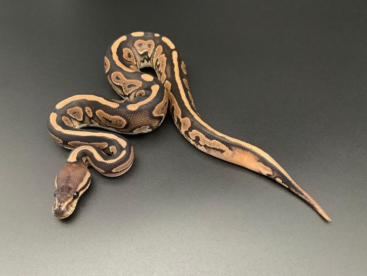 0.1 cinnamon het pied python regius, Dieren en Toebehoren, Reptielen en Amfibieën, Slang, 0 tot 2 jaar
