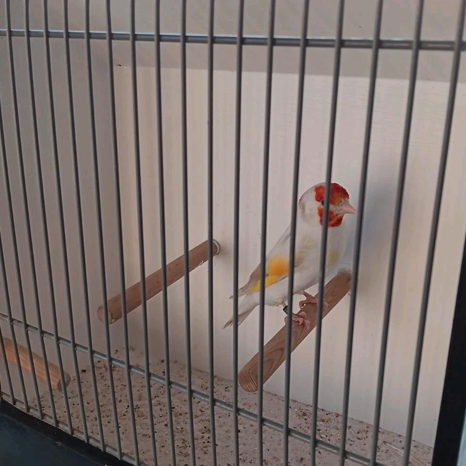 Satinet pop 2025 major putter, Dieren en Toebehoren, Vogels | Overige Vogels, Vrouwelijk, Wildzangvogel, Geringd