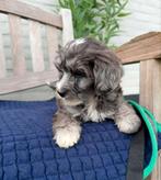 Leuke boomers x maltipoo pups, Dieren en Toebehoren, Parvo, Overige rassen, 8 tot 15 weken, Meerdere