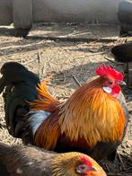 Hollandse kriel haantje patrijs 2025, Dieren en Toebehoren, Mannelijk, Kip