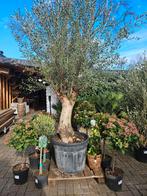 Olijfboom prachtige dikke stam, div olijfbomen scherpe prijs, Volle zon, Ophalen of Verzenden, 100 tot 250 cm, Olijfboom