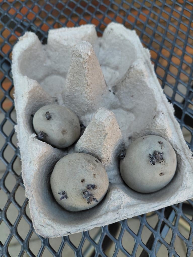 Gratis Agria pootaardappelen, Ophalen, Voorjaar, Volle zon, Knol