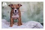 American Bully Pups, België, Fokker | Hobbymatig, Overige rassen, 8 tot 15 weken