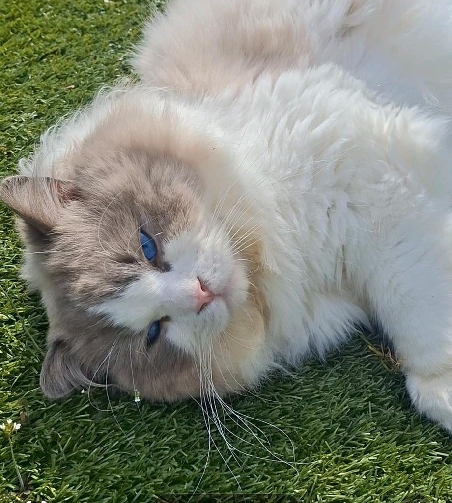 Blue bicolor grote ervaren ragdoll dekkater getest