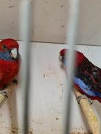 Koppel pennanten, Dieren en Toebehoren, Vogels | Parkieten en Papegaaien, Meerdere dieren, Parkiet