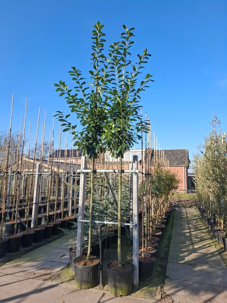 groenblijvende bomen prunus novita leiboom, Overige soorten, Zomer, Ophalen, Volle zon