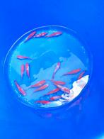 Sarasa 10-12 cm desgewenst bezorgd aan huis, Dieren en Toebehoren, Vissen | Vijvervissen, Goudvis(sen)