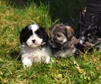 4 (nog 1 meisje) Prachtige Boomer pups (klein), Parvo, Nederland, Overige rassen, 8 tot 15 weken