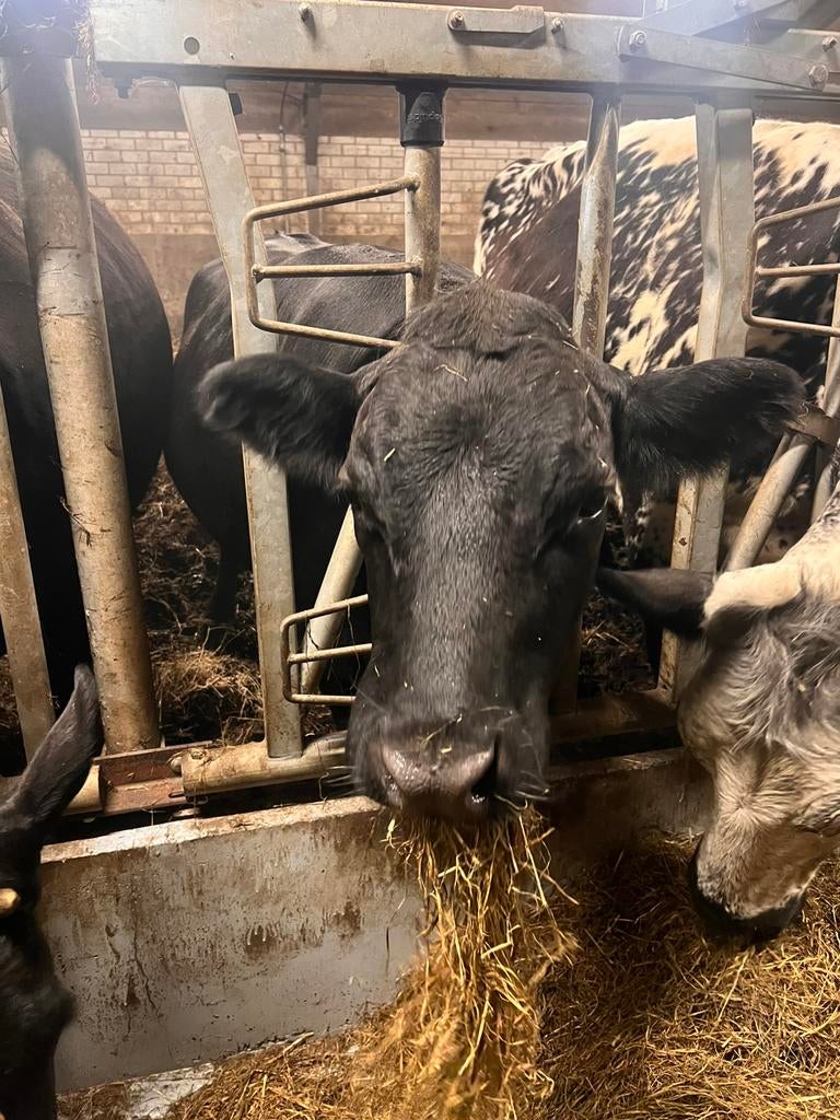 Hele makke Dexter koe, Dieren en Toebehoren, Ophalen of Verzenden, Vee