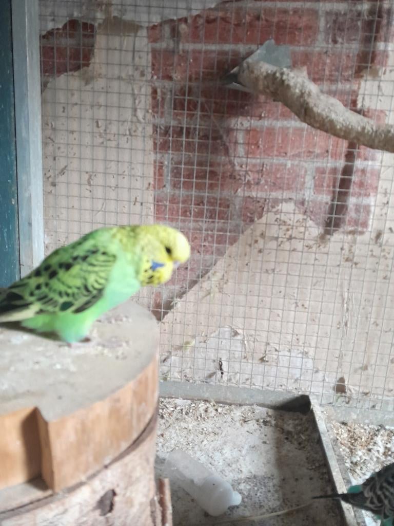 Een̈   jonge    engele    parkiet    vrouw, Dieren en Toebehoren, Vogels | Parkieten en Papegaaien, Vrouwelijk, Parkiet