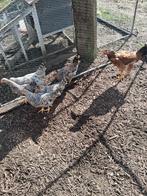 Jonge cream de legbar haantjes, Mannelijk, Kip