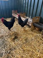 TE KOOP DUBBEL GEZOOMDE BARNEVELDER HAAN, Mannelijk, Kip