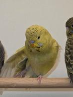 Bf grijs groene pallid pop 2026, Vrouwelijk, Parkiet