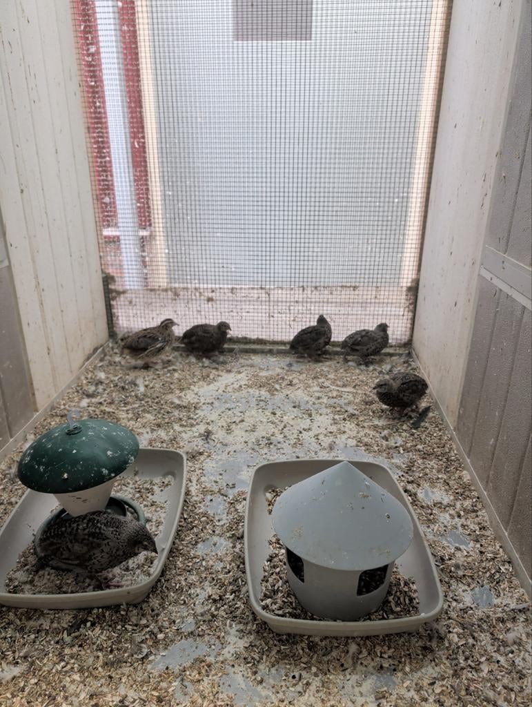 Japanse kwartels, Dieren en Toebehoren, Geslacht onbekend