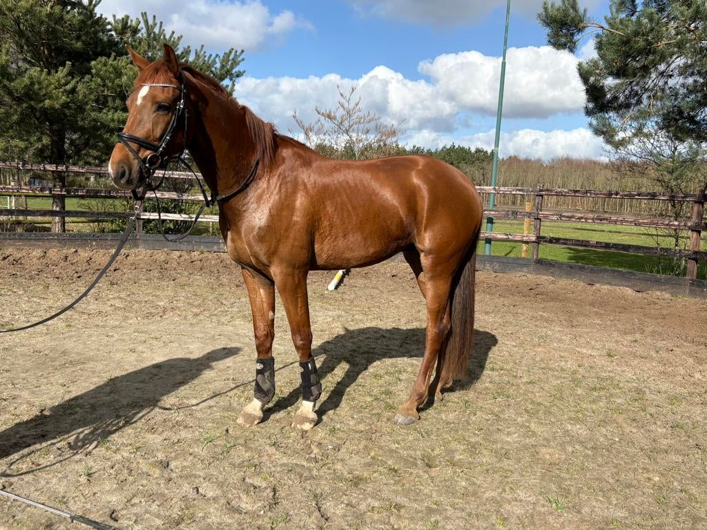 5 jarige dressuur topper, Dieren en Toebehoren, Paarden, B, Ruin, Dressuurpaard, 3 tot 6 jaar