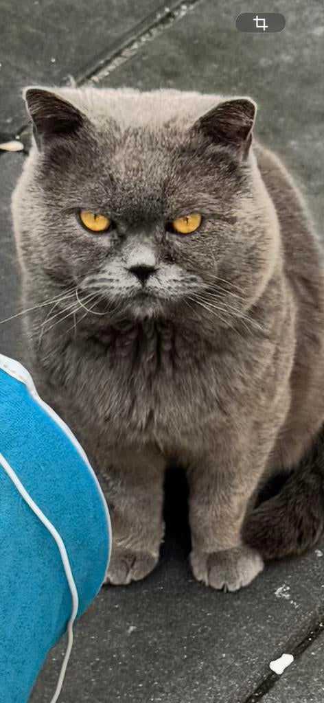 Exclusieve Dekkat – Ramo (Topkwaliteit), Dieren en Toebehoren, Katten en Kittens | Raskatten | Korthaar, Kater