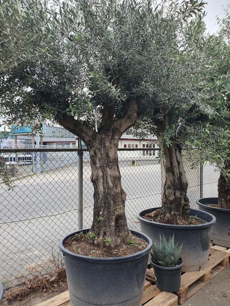 Oude vertakte olijfbomen, Lente, 100 tot 250 cm, Olijfboom, Ophalen