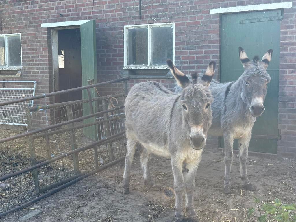 Merrie ezels, Dieren en Toebehoren, Overige Dieren, Mei