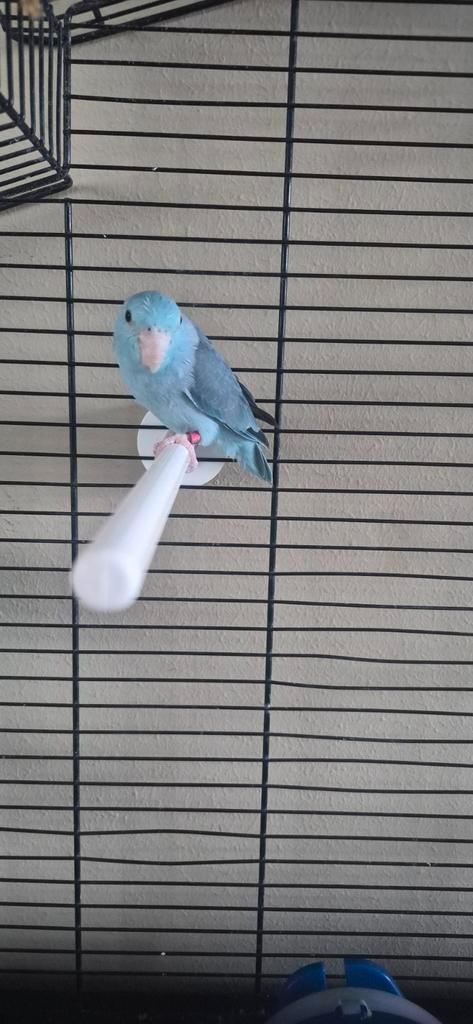 Agapornis, Dieren en Toebehoren, Vogels | Parkieten en Papegaaien