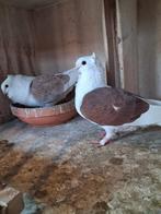 Koppel Duitse meeuwtjes, Dieren en Toebehoren, Vogels | Duiven