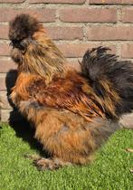 Usa zijdehoen haan, 6 maanden oud, Dieren en Toebehoren, Pluimvee, Mannelijk, Kip