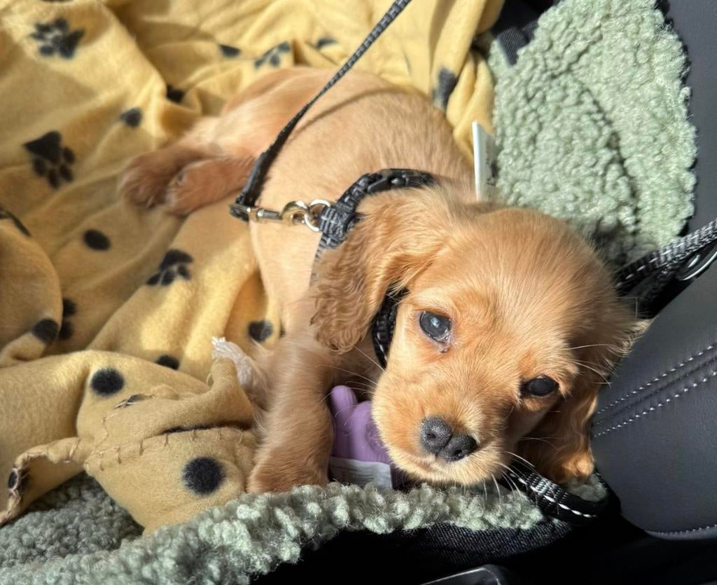 Een bijzonder plekje gezocht voor een bijzondere pup: Lucky, Dieren en Toebehoren, Honden | Retrievers, Spaniëls en Waterhonden