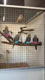 Valkparkieten van augustus 2025, Dieren en Toebehoren, Vogels | Parkieten en Papegaaien, Meerdere dieren, Parkiet