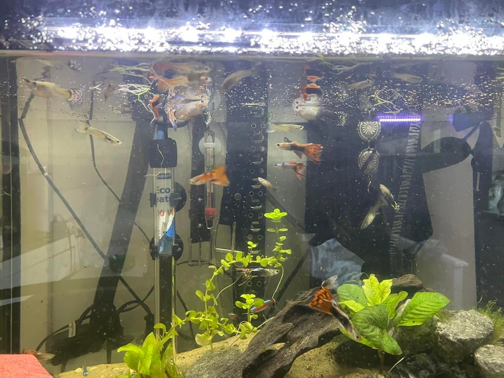 Guppy’s, Ophalen, Zo goed als nieuw, Plant(en), Steen of Hout