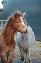 Meerdere Welsh A merrie en hengstveulens, Ophalen, Nieuw, Overige soorten