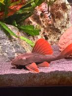 Hypostomos Sonia L137, Vis