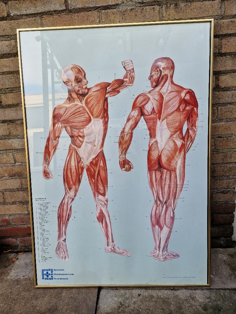 Anatomie afbeelding in gouden lijst, Ophalen, Zo goed als nieuw, Overige typen