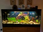 Eheim Incpiria 530 Graphit/Nature Aquarium, Ophalen, Gebruikt, Gevuld zoetwateraquarium
