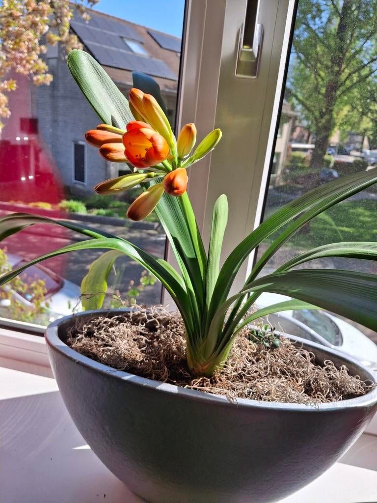 Prachtige Clivia - Oranje bloemen, makkelijk te verzorgen, Vaste plant, Halfschaduw, Lente, Ophalen