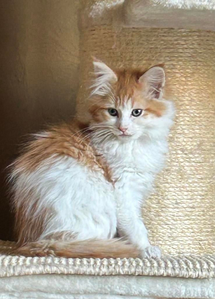 Maine Coon kittens mogen verhuizen, Dieren en Toebehoren, Meerdere dieren, Ontwormd