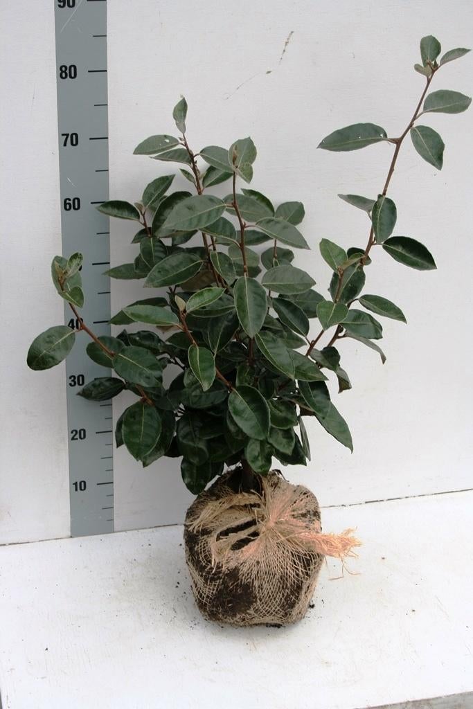 Olijfwilg Elaeagnus, Ophalen of Verzenden, Overige soorten, Struik, 100 tot 250 cm