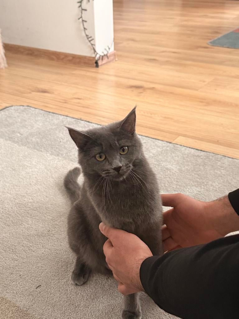 British korthaar katten, Poes, Kortharig, 0 tot 2 jaar