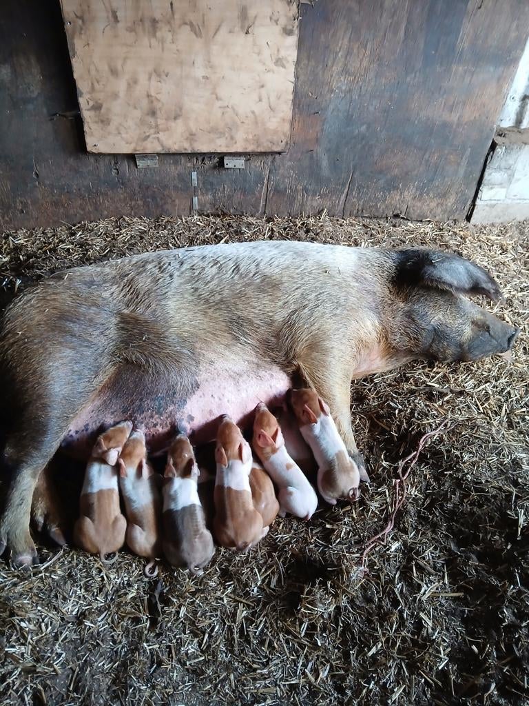 Rasuivere husumer biggen, Dieren en Toebehoren, Meerdere dieren, Varken