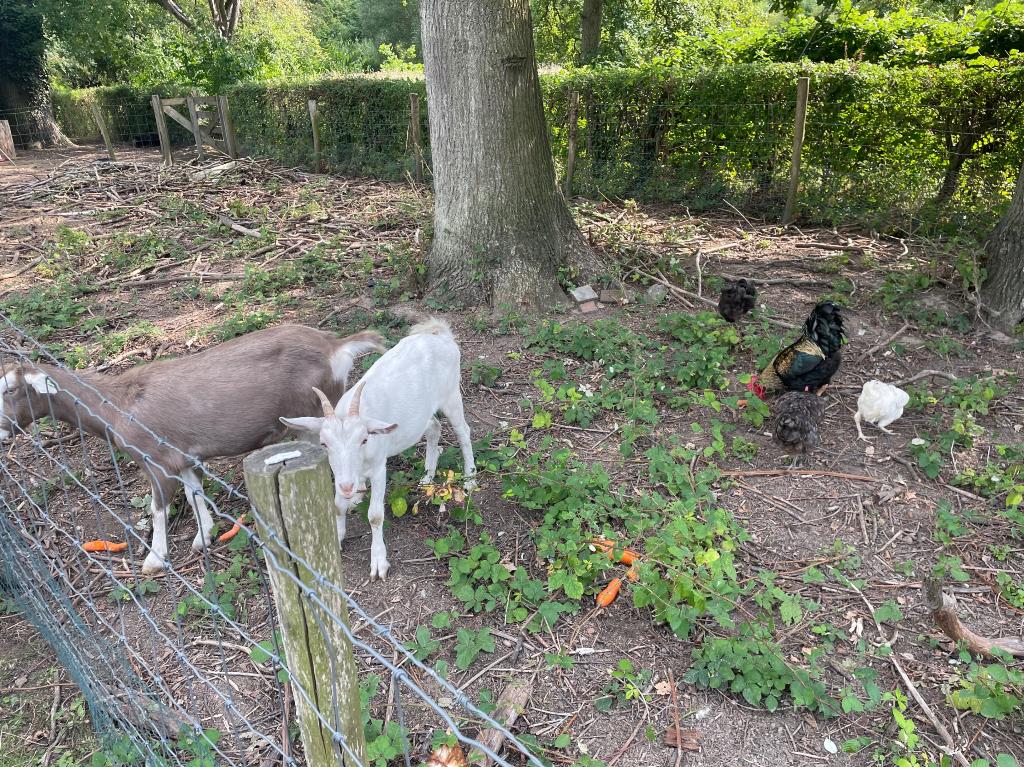 Toggenburger en Saanen geit, Vrouwelijk, Geit, 0 tot 2 jaar