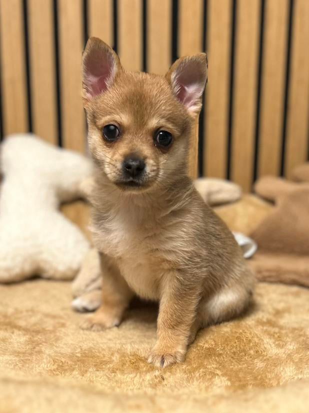 Pomchi reutje pup pomeriaan x chihuahua puppy 💙🐾, Reu, 8 tot 15 weken, Parvo, Eén hond