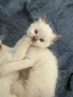 Laatste ragdoll kitten met stamboom. Cinnamon dragers, Meerdere dieren, Met stamboom, 0 tot 2 jaar