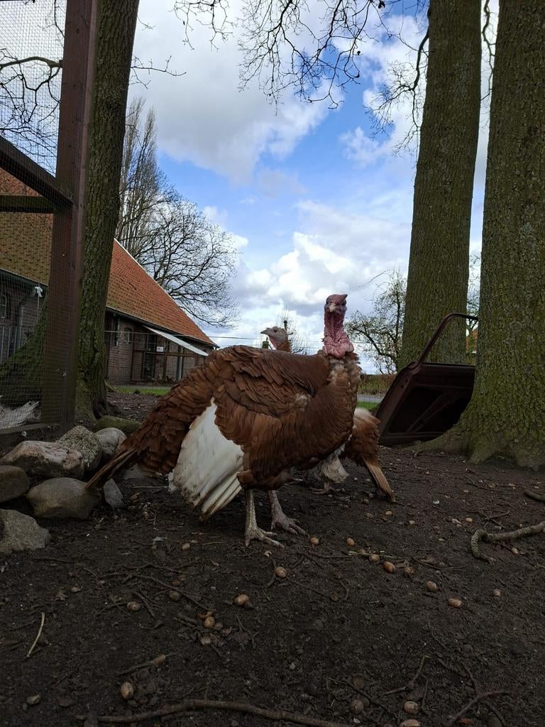 Gezocht kalkoen hen, Dieren en Toebehoren, Vrouwelijk, Kalkoen