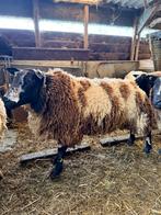 Bonte rammen, Dieren en Toebehoren, Mannelijk, Schaap