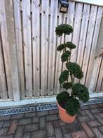 Japanse bonsai Ilex crenata – 1,30 / 1,40 m, Bloeit niet, Halfschaduw, Overige soorten, Minder dan 100 cm
