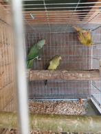 Koppel bergparkieten, Dieren en Toebehoren, Meerdere dieren, Parkiet, Geringd