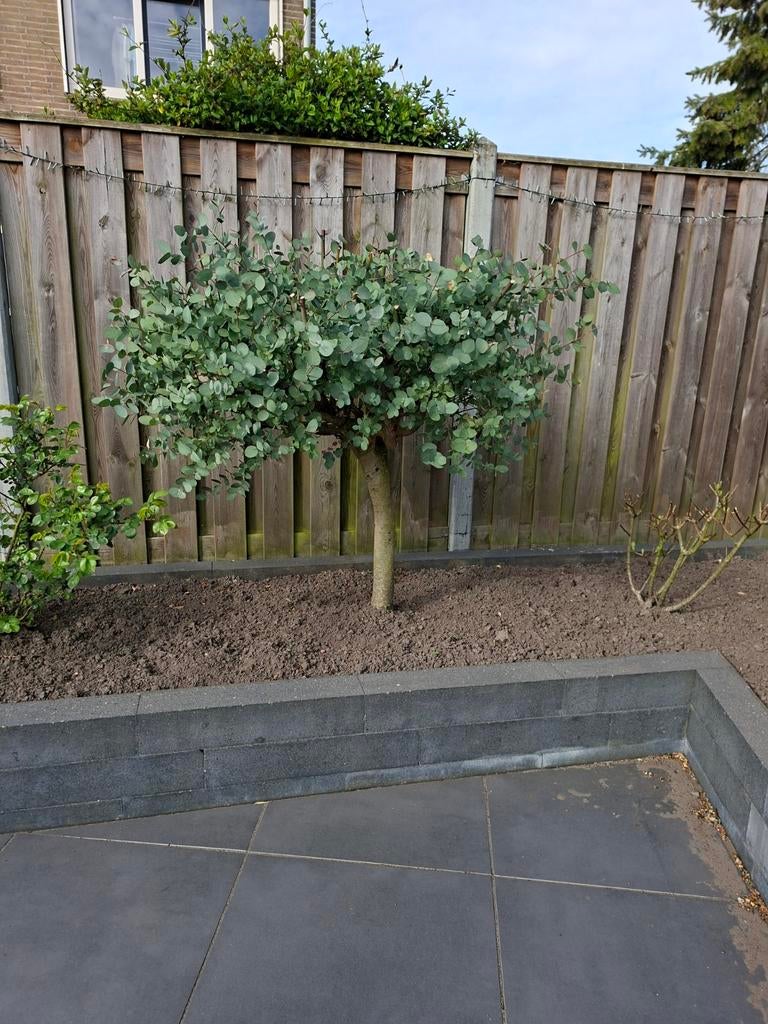 Eucalyptus boompje, Tuin en Terras, Planten | Bomen, Ophalen, Halfschaduw, Overige soorten, 100 tot 250 cm