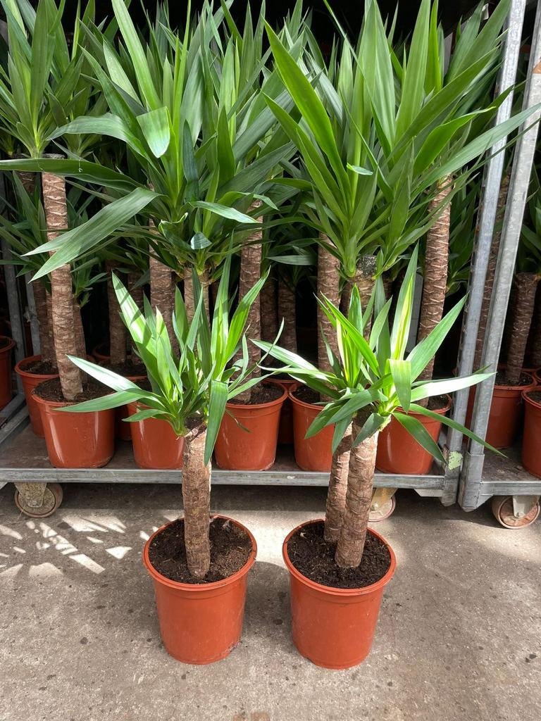 Yucca P24, 110cm hoog, Groene kamerplant, Ophalen, Volledige schaduw, 100 tot 150 cm